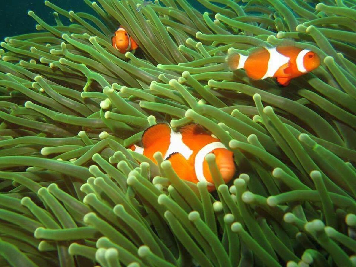 Bentrina Diving Resort Mabini  Exterior foto